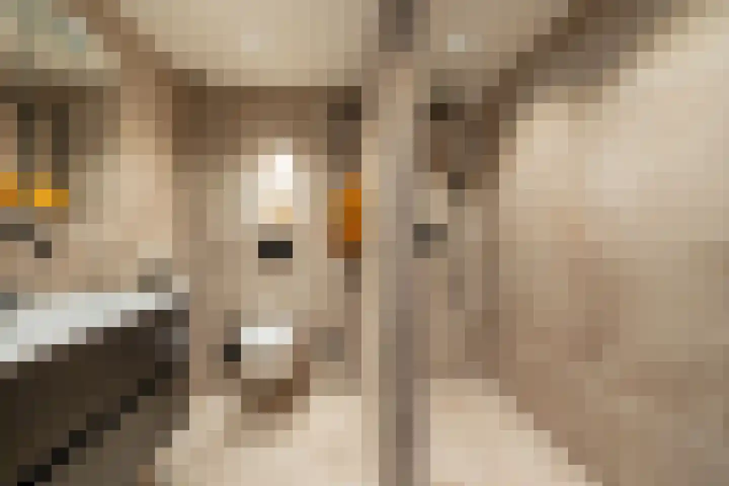 Lepelblad 34 Purmerend thumbnail 4
