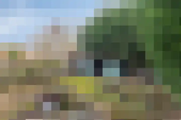 Lepelblad 38 Nieuwvliet thumbnail 16