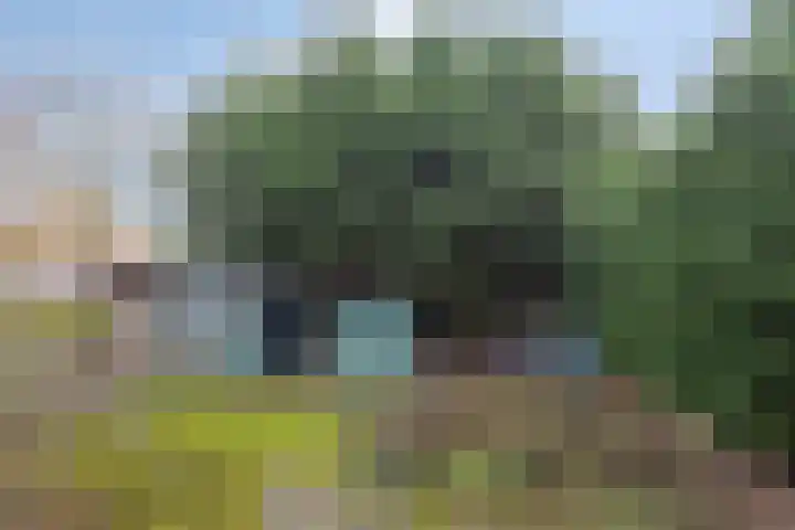 Lepelblad 38 Nieuwvliet thumbnail 17