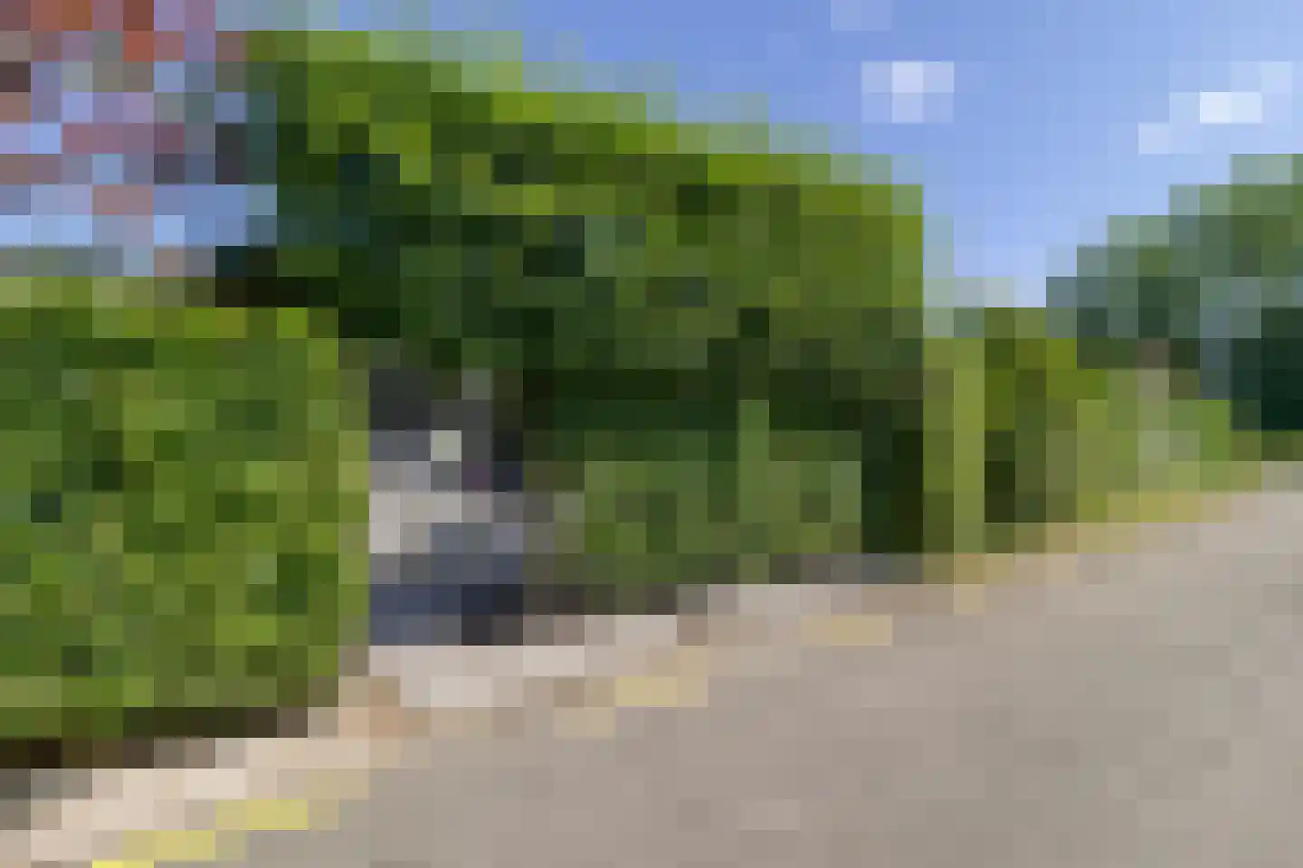 Lepelblad 93 Nieuwvliet thumbnail 32