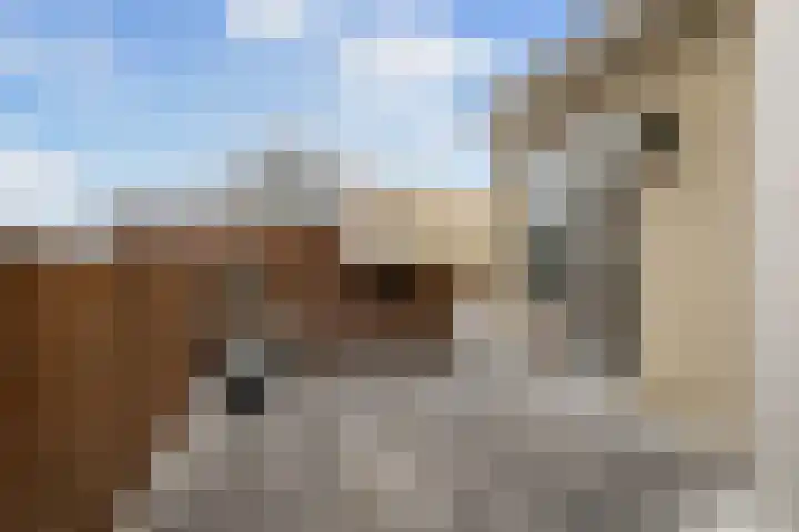 Leverkruid 15 Amersfoort thumbnail 30