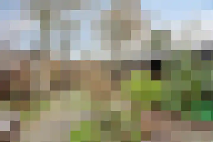 Leverkruid 18 Purmerend thumbnail 30