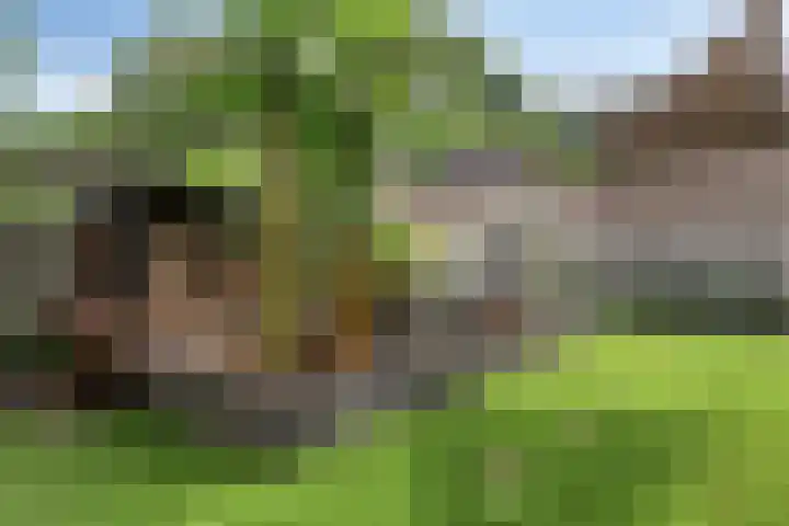 Leverkruid 36 Asten thumbnail 33