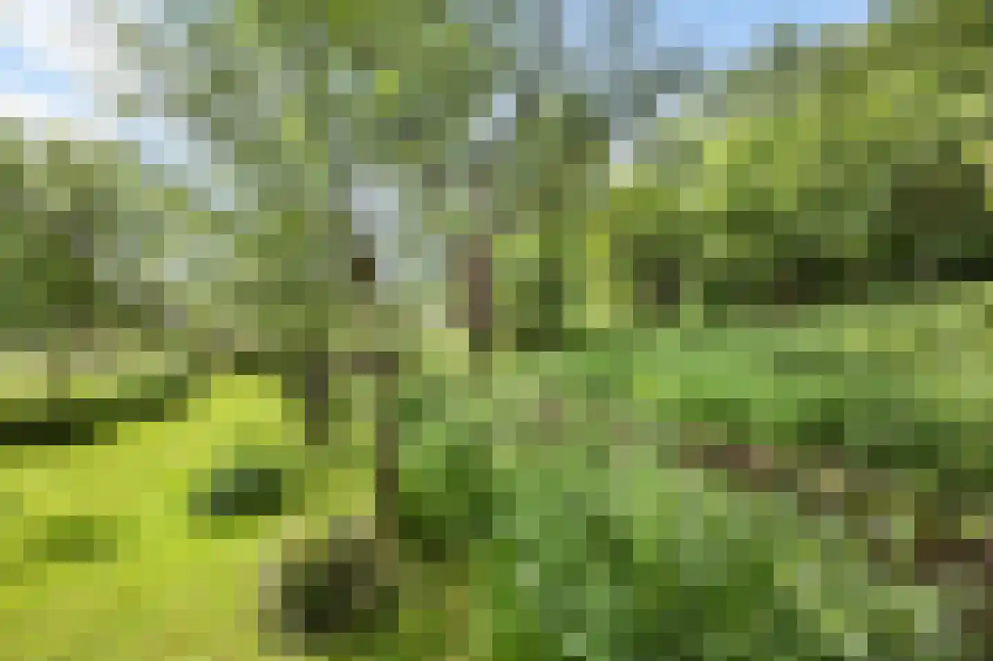 Levroy 22 Swalmen thumbnail 39