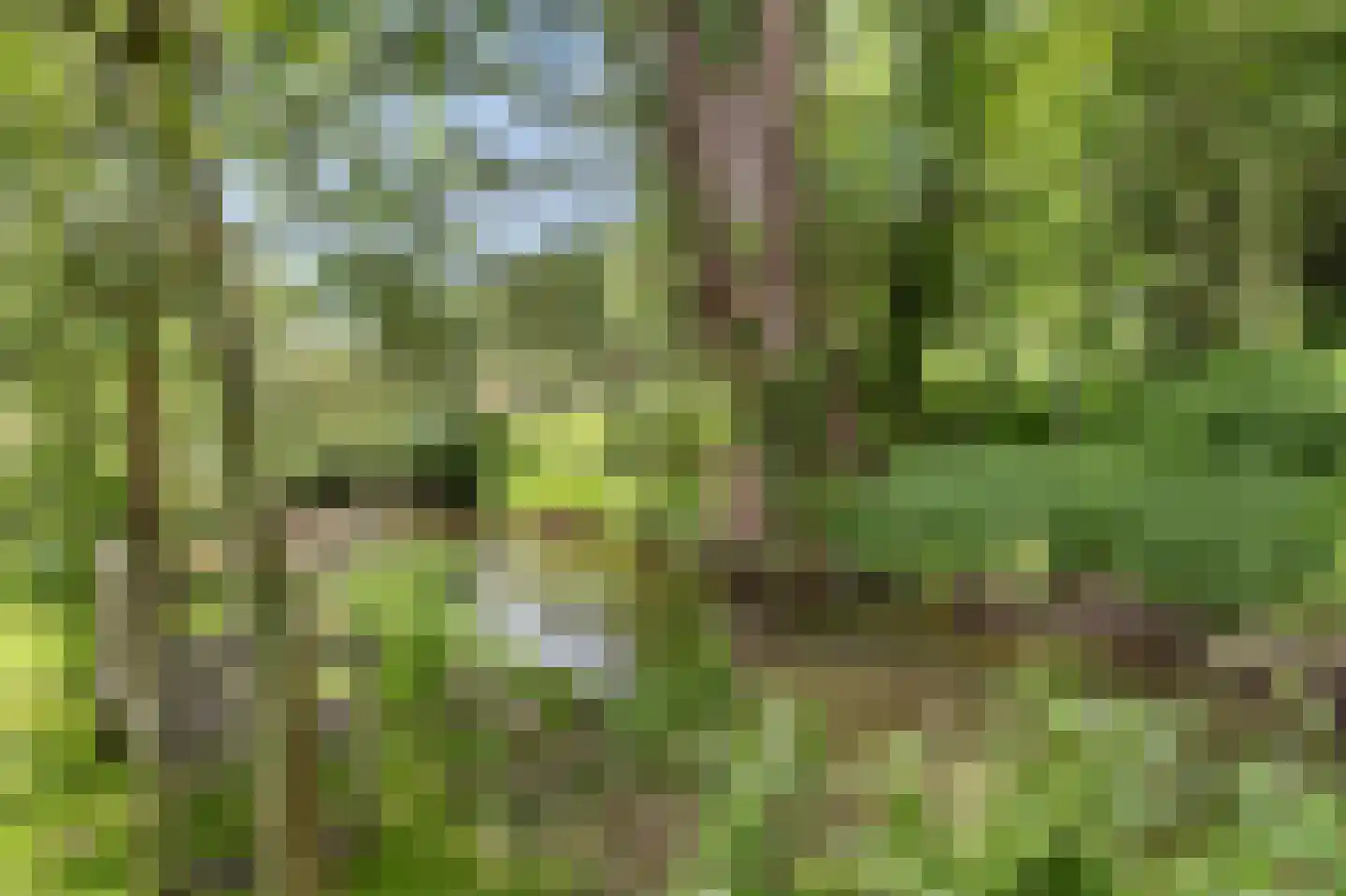 Levroy 22 Swalmen thumbnail 41