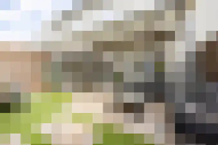 Leypad 19 Haaren thumbnail 27