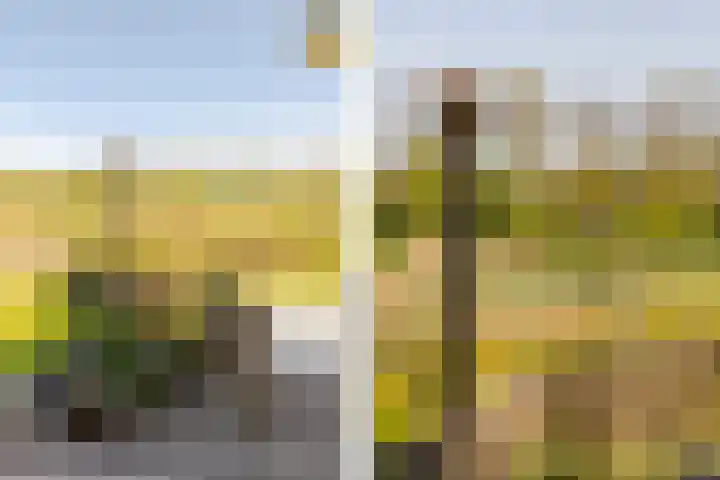 Leyseput 20 Rockanje thumbnail 40