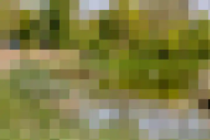 Leyseput 20 Rockanje thumbnail 47