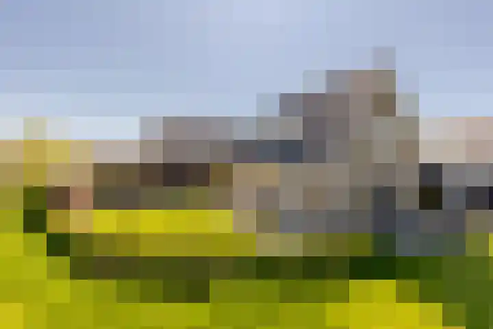 Leyseput 20 Rockanje thumbnail 54