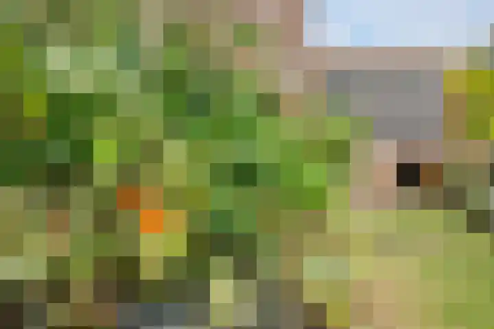 Libellendans 8 Capelle aan den IJssel thumbnail 45