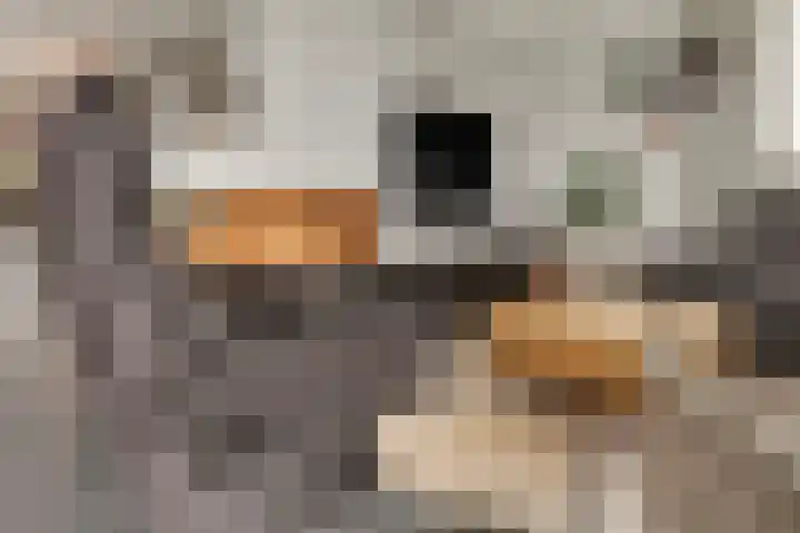 Libellenlaan 27 Son en Breugel thumbnail 7