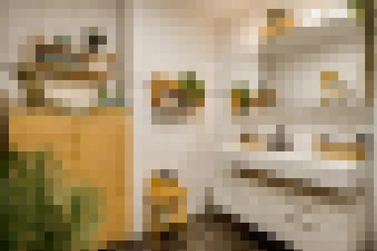 Librije 4 Horst thumbnail 26