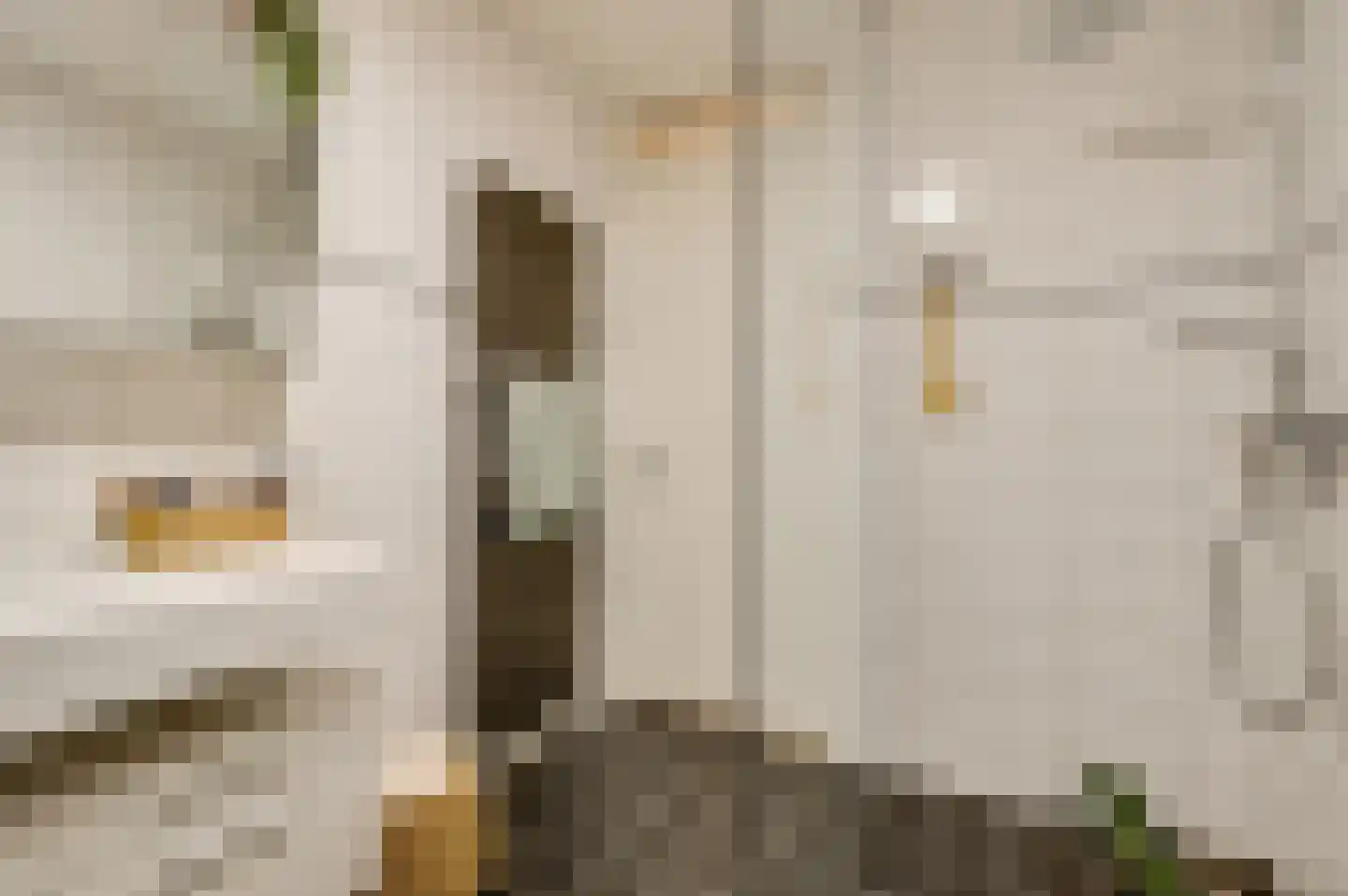 Librije 4 Horst thumbnail 5