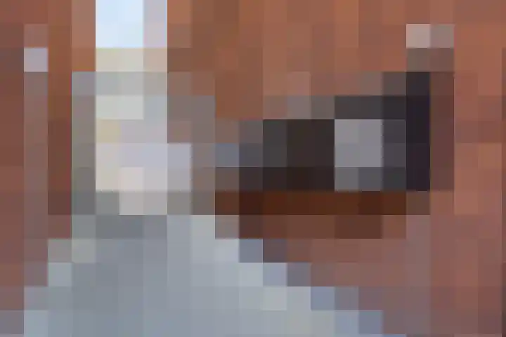 Librije 98 Apeldoorn thumbnail 12