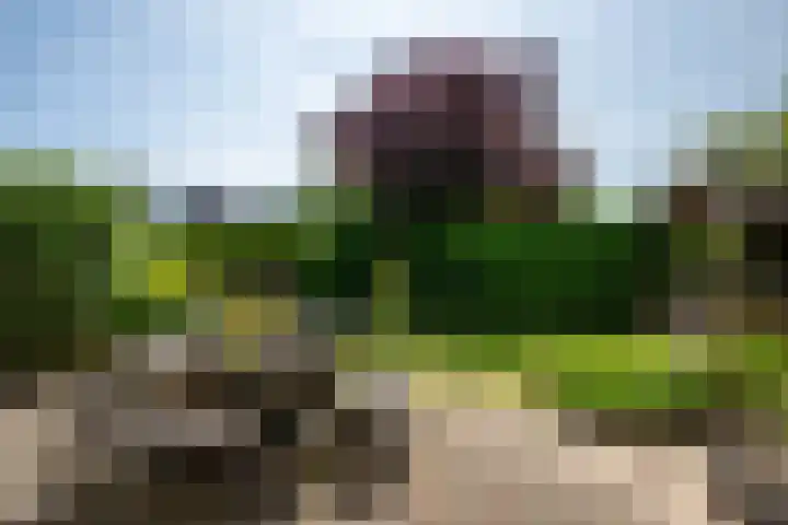 Lichte 18 Sintjohannesga thumbnail 39
