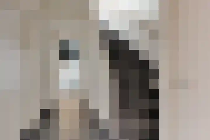 Lichtenvoordseweg 32 Groenlo thumbnail 15