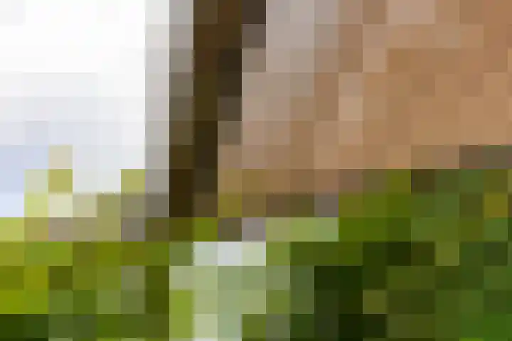 Lichtenvoordseweg 60 Groenlo thumbnail 60