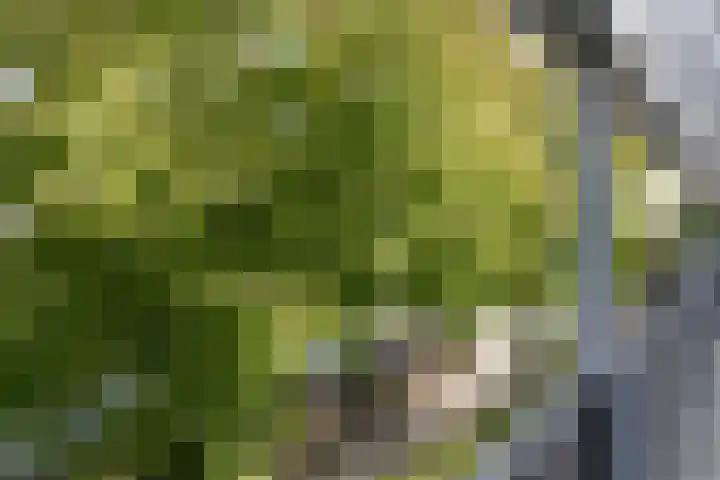 Lidwinahof 121 Best thumbnail 9