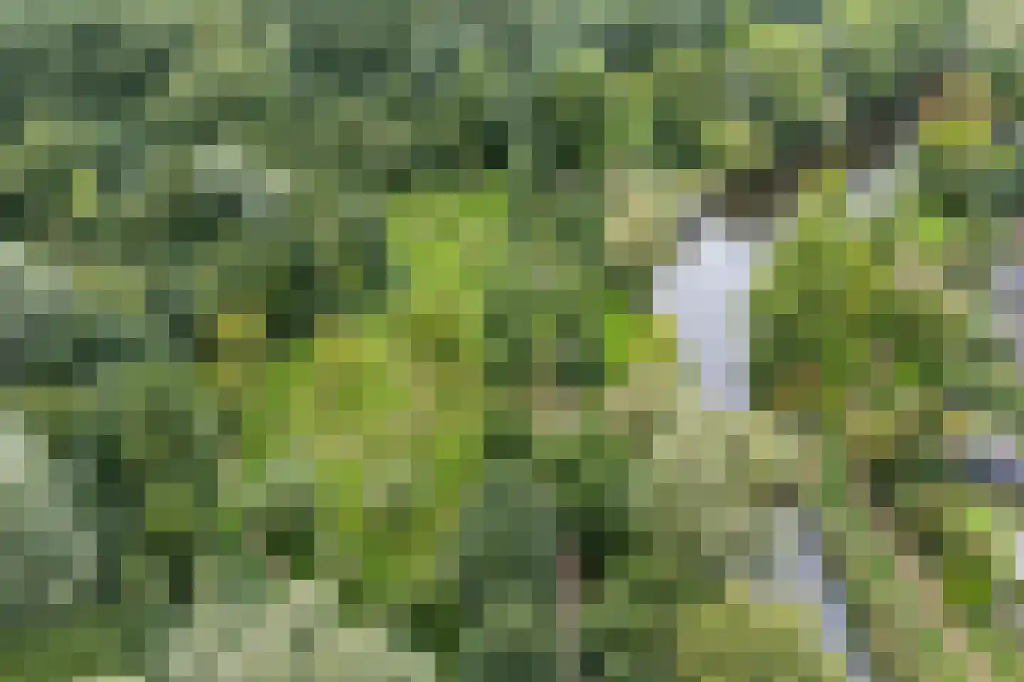 Liebeek 6 Ede thumbnail 67