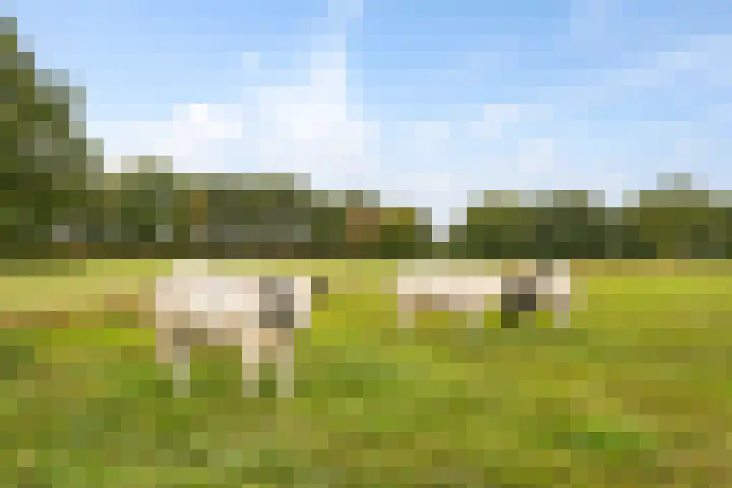 Liefkenshoek 7 Riel thumbnail 68