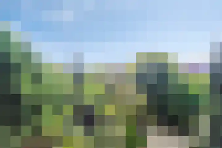 Liendenhof 207 Amsterdam thumbnail 19