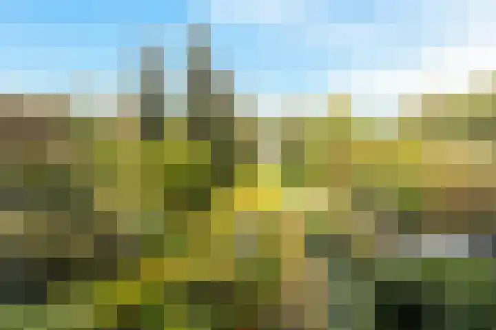 Liendenhof 264 Amsterdam thumbnail 27