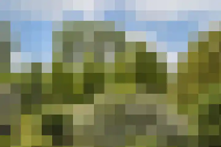 Liendenhof 40 Amsterdam thumbnail 12