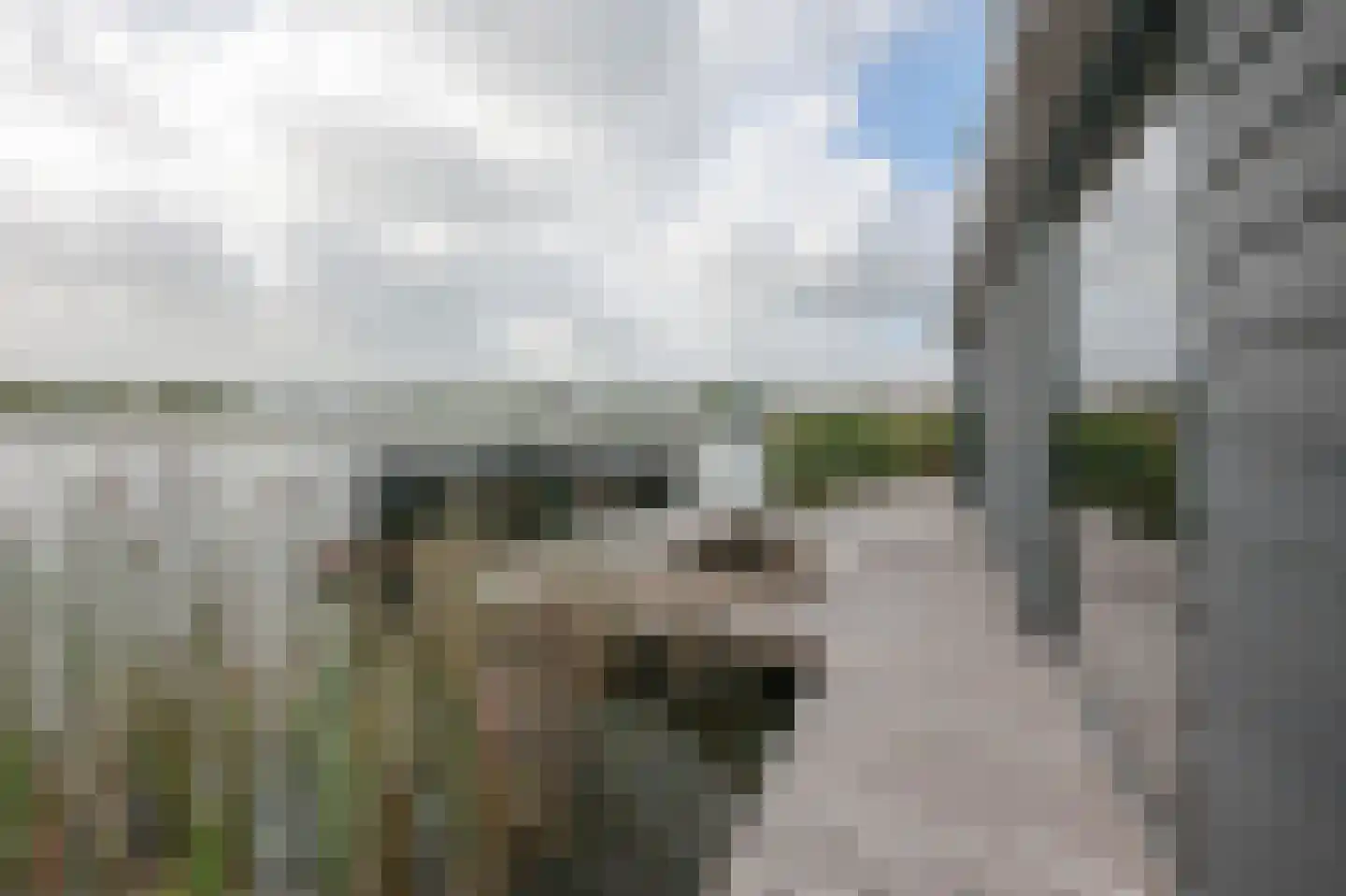Lieoever 45 Haarlem thumbnail 8