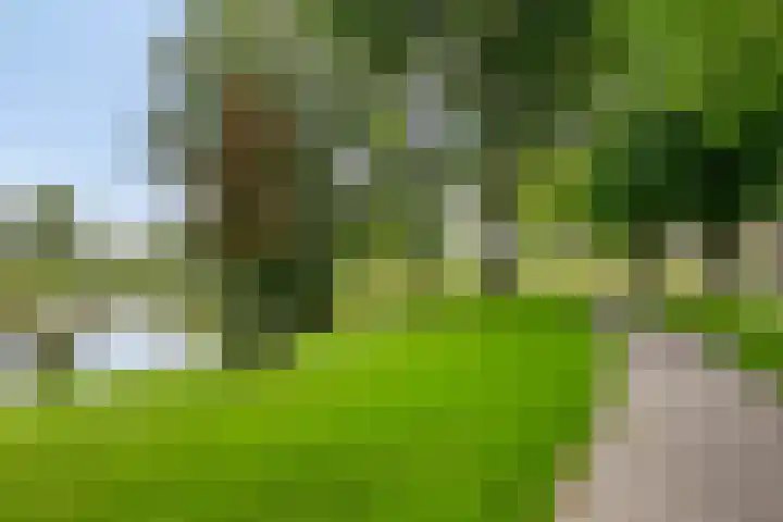 Liesberg 31 Someren thumbnail 53