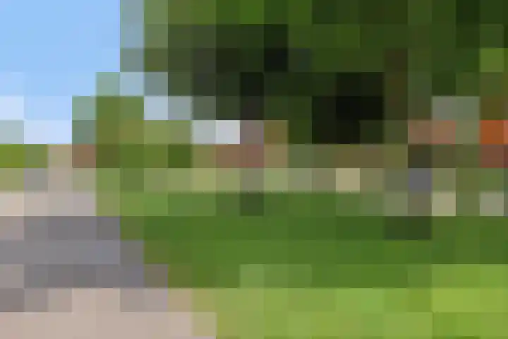 Liesgras 1 Zeewolde thumbnail 6