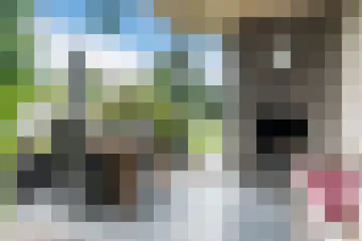 Lieshoutseweg 27 Sint-Oedenrode thumbnail 12