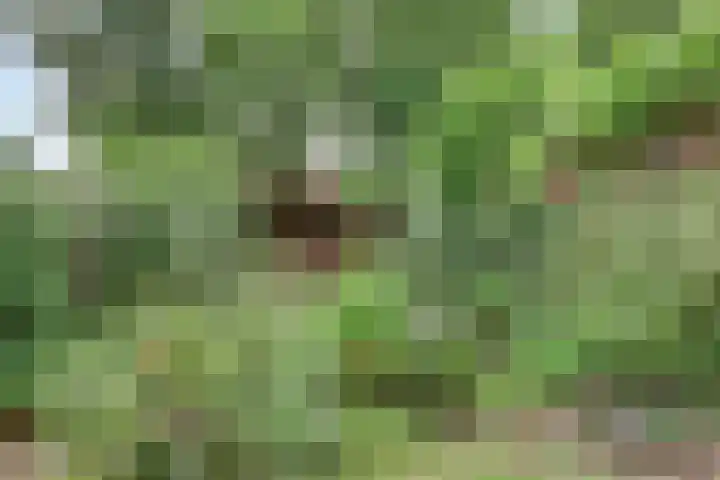 Lieshoutstraat 29 Arnhem thumbnail 33