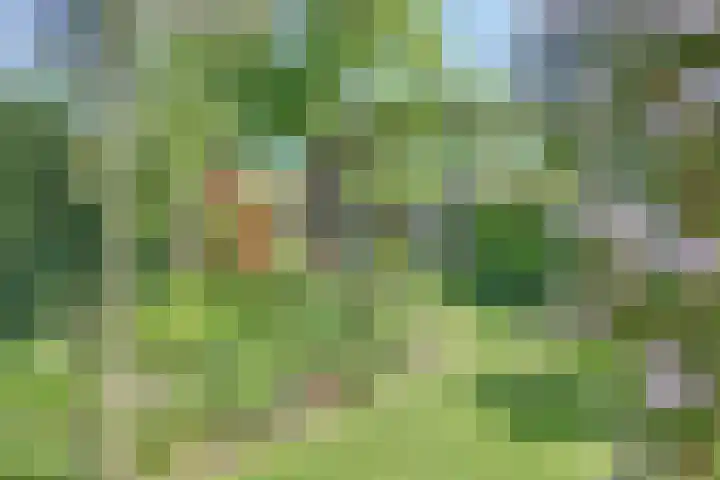 Liesmortel 13 c Sint Agatha thumbnail 48