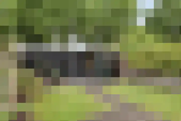 Liesterkrallen 30 Gieten thumbnail 32