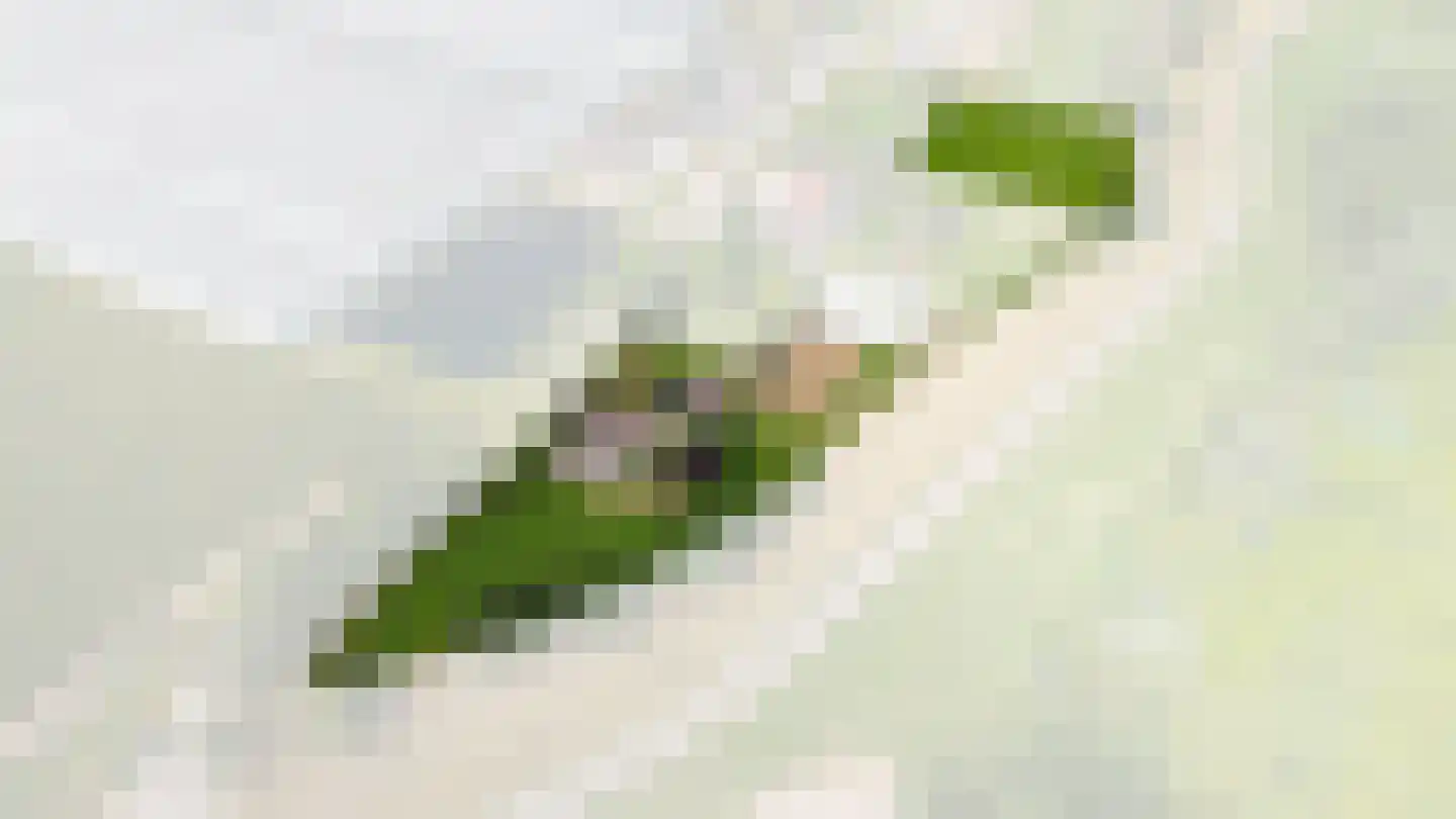 Liesveldsesteeg 23 Brakel thumbnail 6