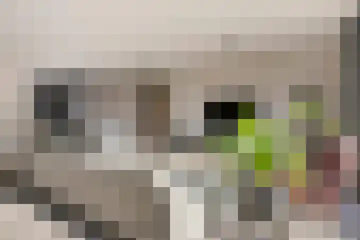Lieve Vrouweveld 27 Vorstenbosch thumbnail 12