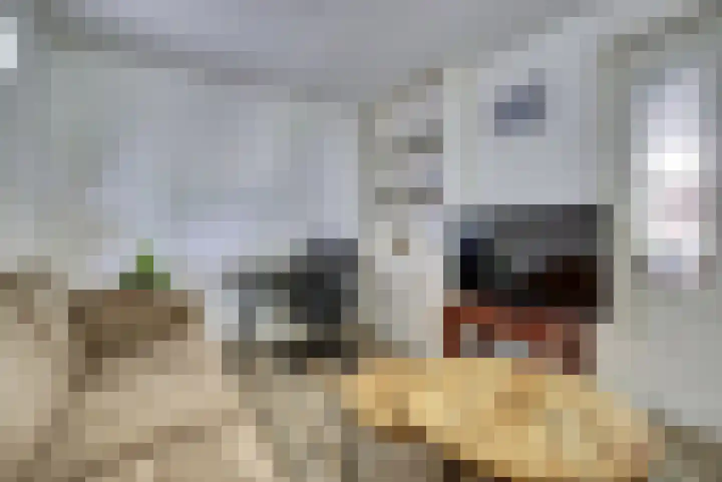 Lieverman 3 Gemert thumbnail 26