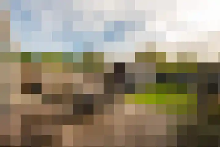 Lievevrouwestraat 88 Ossendrecht thumbnail 4