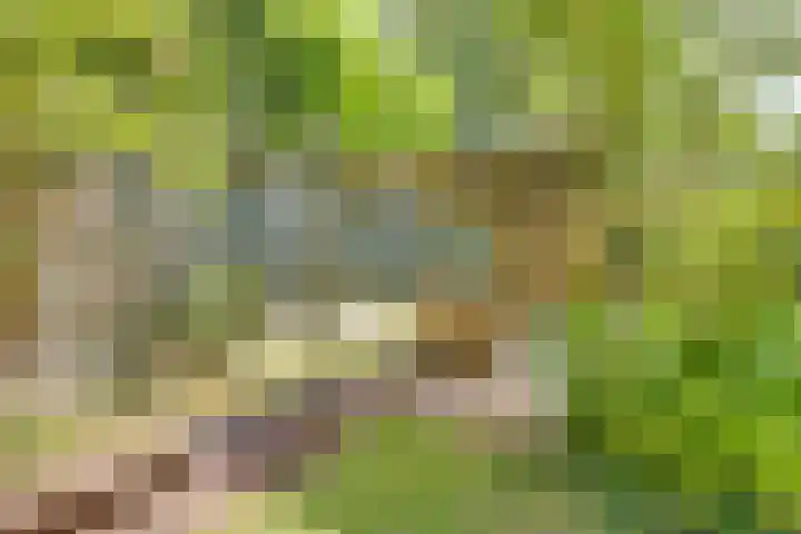 Liezenweg 6 Holten thumbnail 43