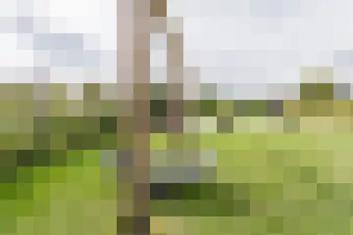Lignelaan 31 Grootegast thumbnail 58