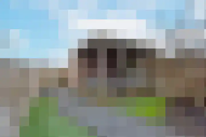 Liguster 10 Nieuwveen thumbnail 4
