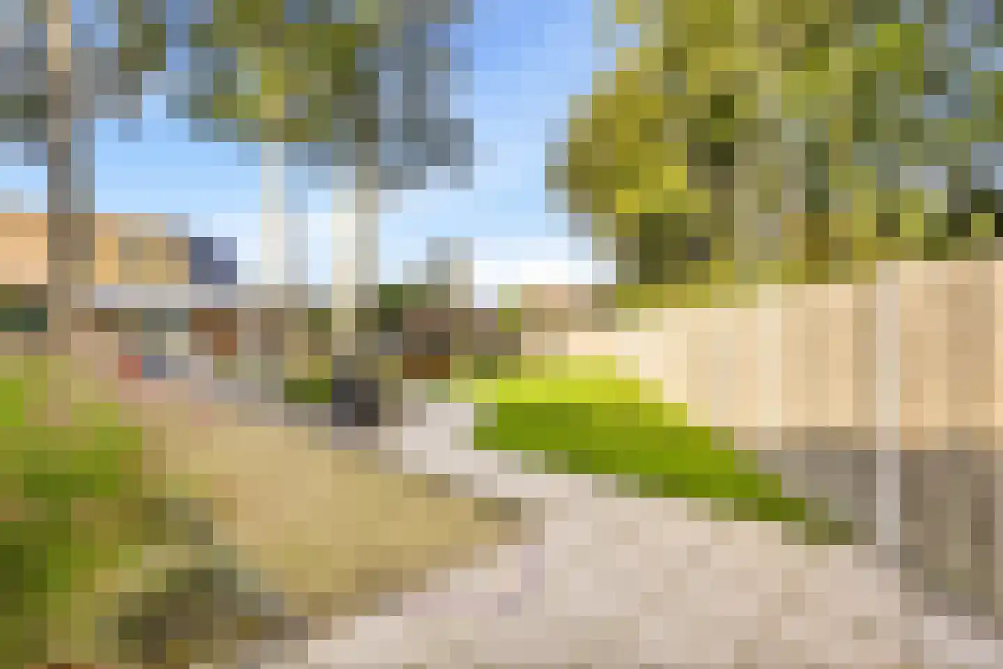 Liguster 11 Nieuwvliet thumbnail 10