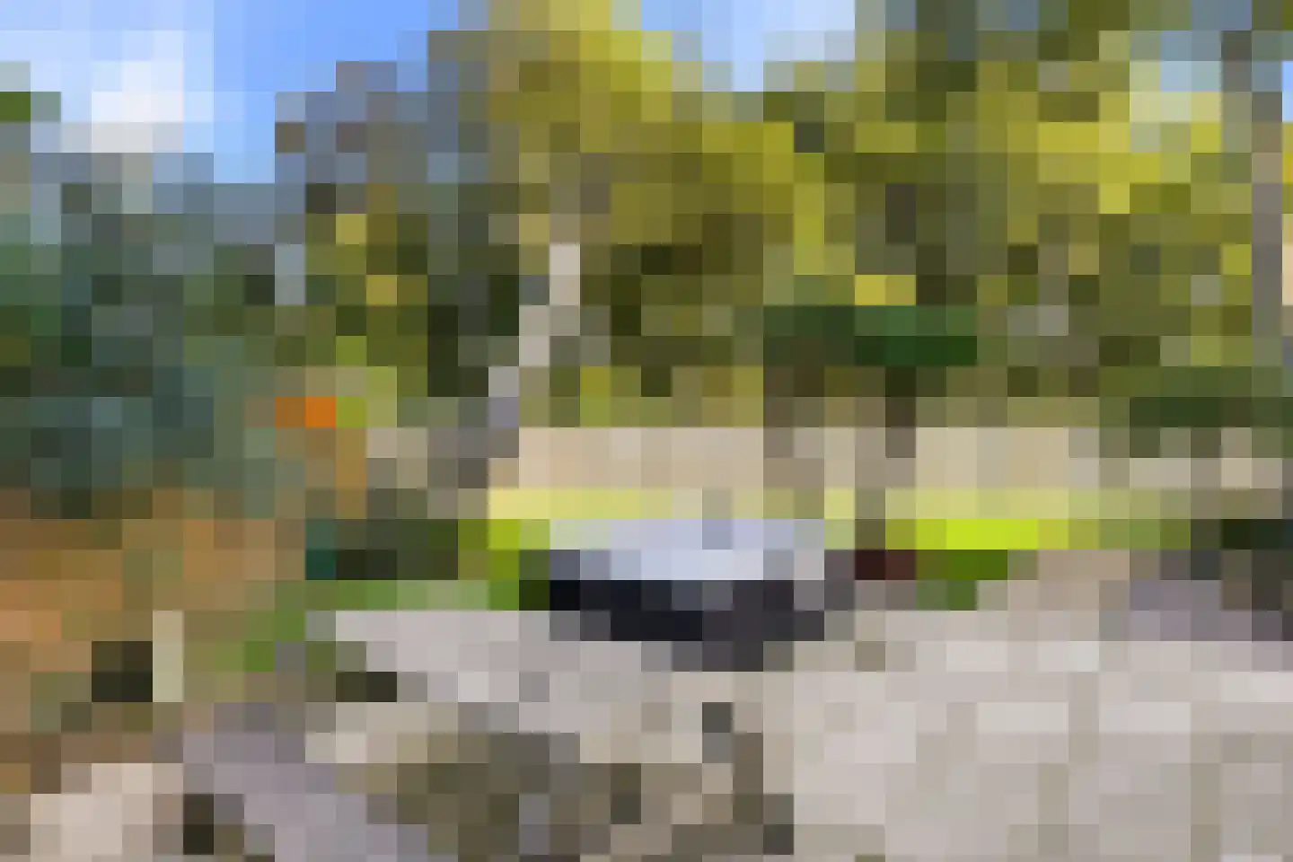Liguster 11 Nieuwvliet thumbnail 13