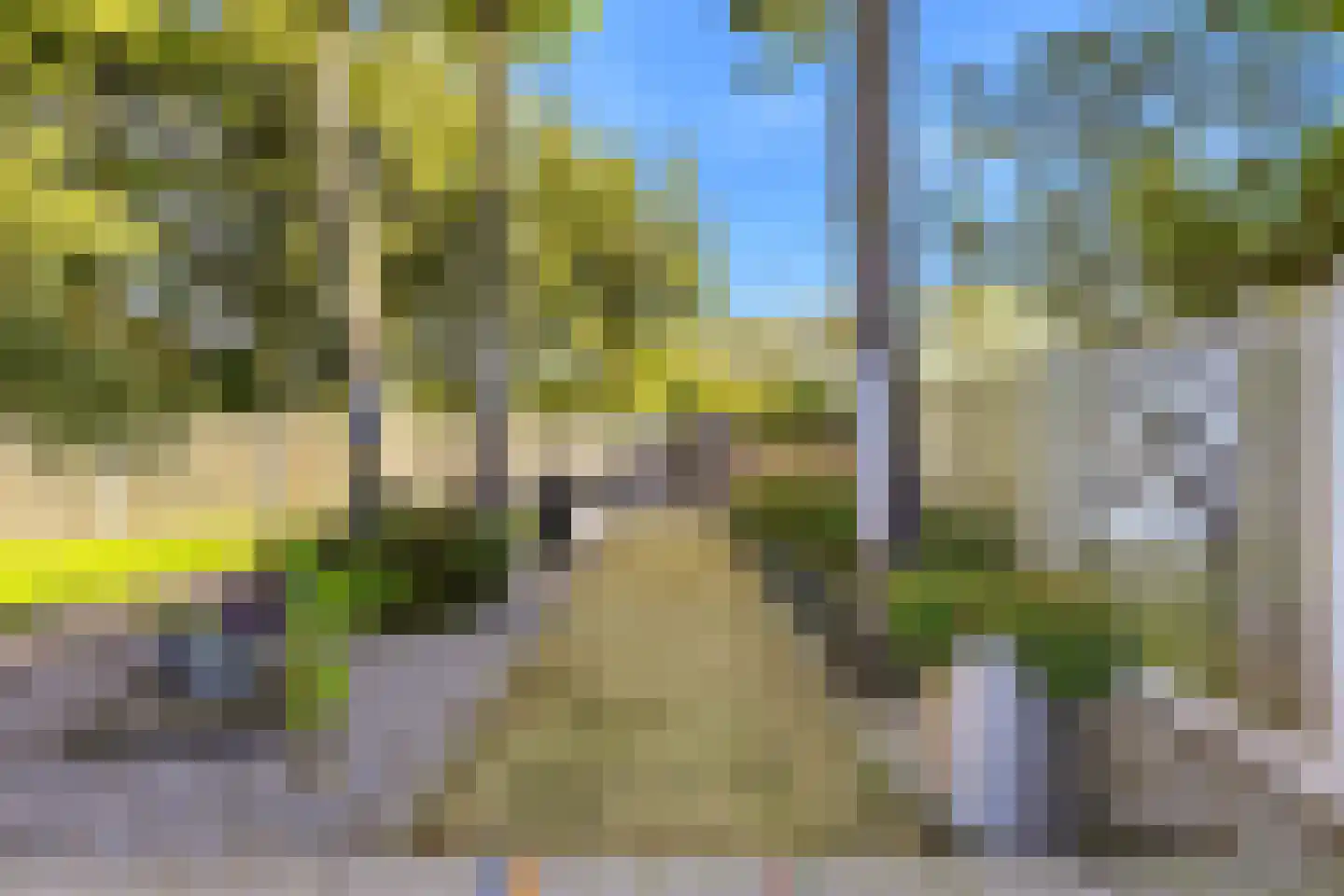 Liguster 11 Nieuwvliet thumbnail 14