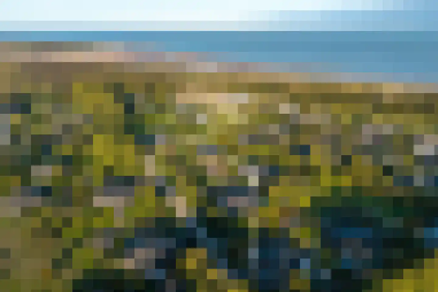 Liguster 11 Nieuwvliet thumbnail 6