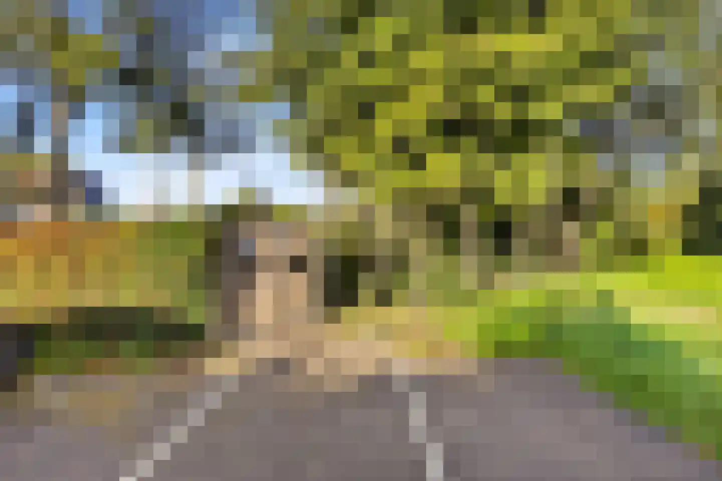 Liguster 11 Nieuwvliet thumbnail 7