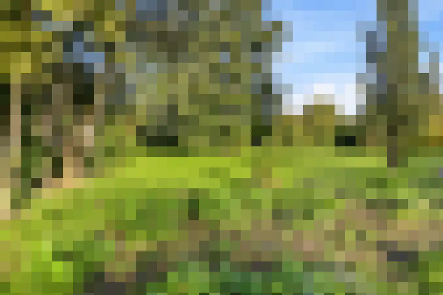 Liguster 11 Nieuwvliet thumbnail 8