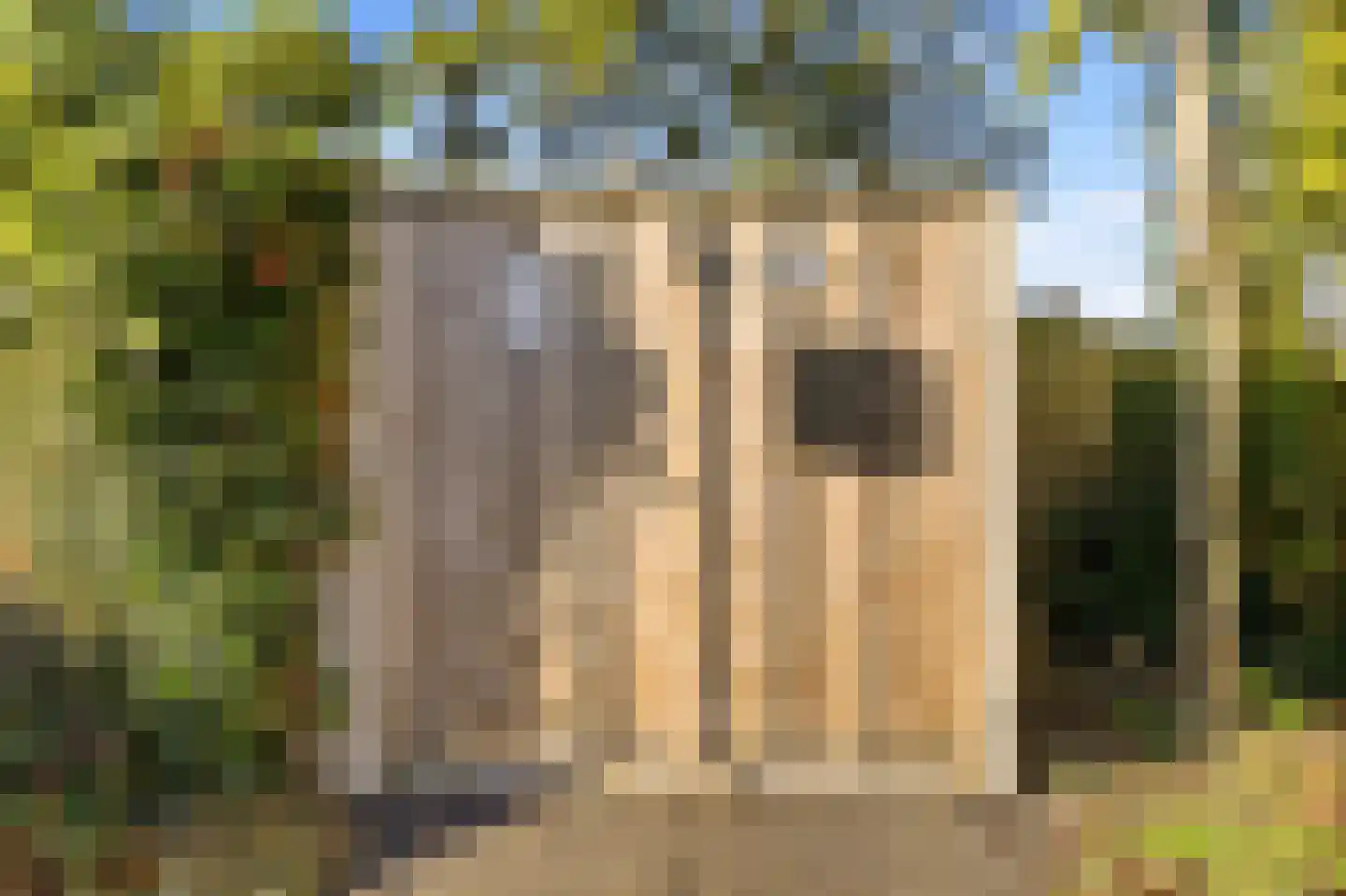 Liguster 11 Nieuwvliet thumbnail 9