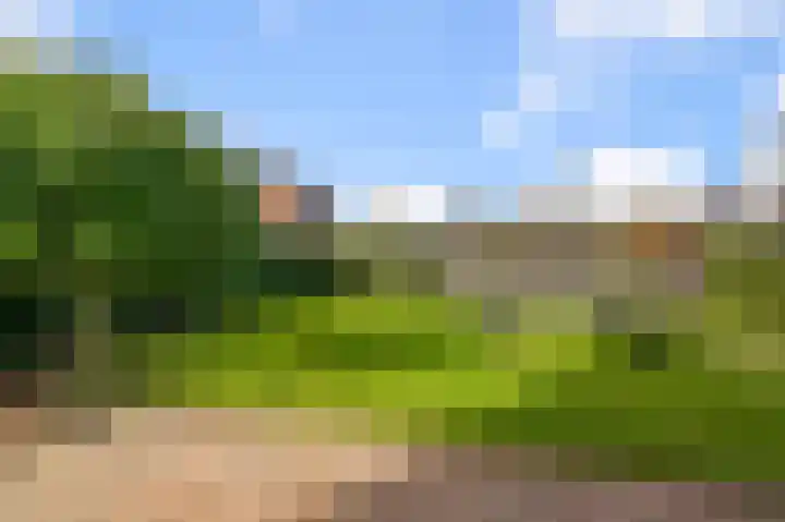 Liguster 13 Heiloo thumbnail 42