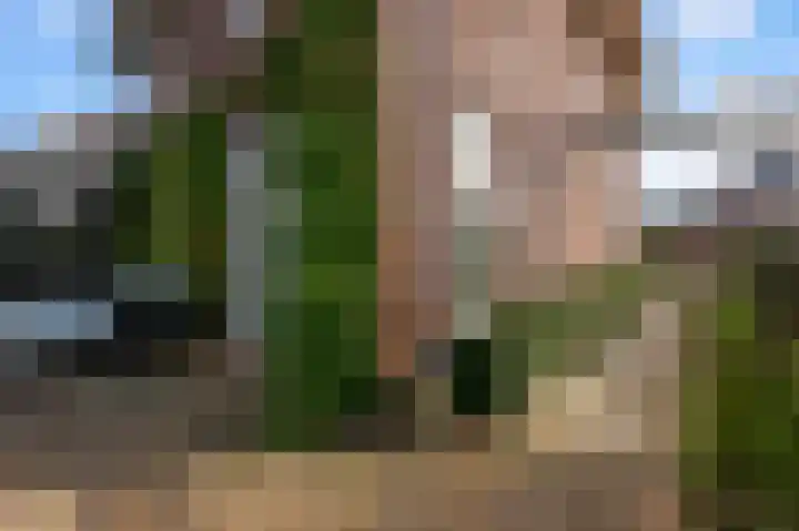 Liguster 13 Heiloo thumbnail 44